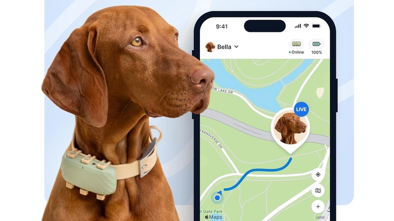 A dog wearing a Tractive XL collar device alongside a phone displaying a live tracking map.