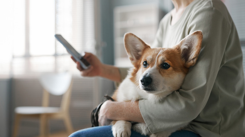 A person holding a young dog while looking at a smartphone screen, representing pet tech connectivity.