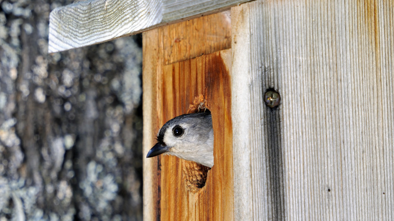 A small bird looking out from the entrance hole of a wooden birdhouse.