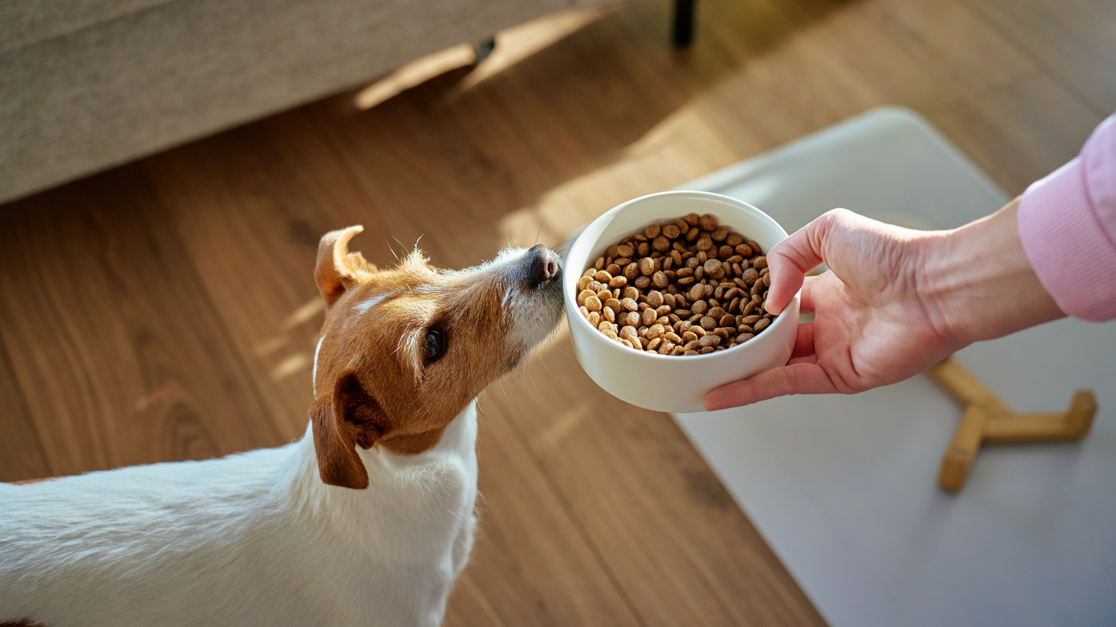 10 Best Dog Gadgets on Amazon: Essential 2026 Tech
