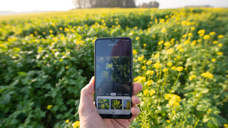 Using Google Lens to identify a green plant on a sunny day.
