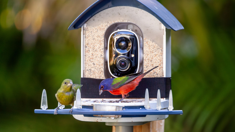 5 Best Smart Birding Gadgets to Upgrade Your Hobby